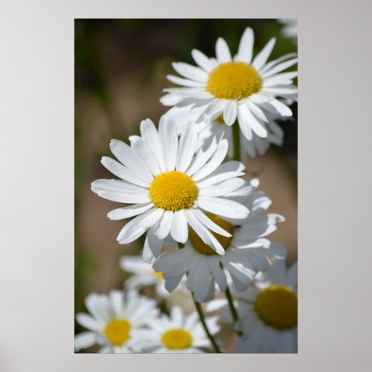 Frühlingstage Poster (Vorne)