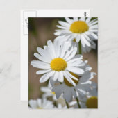 Frühlingstage Postkarte (Vorne/Hinten)