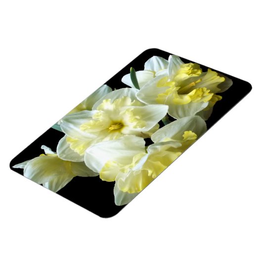 Frühlingstriche Weißgelbe Narzisse Blume Magnet (Linke Seite)