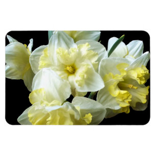 Frühlingstriche Weißgelbe Narzisse Blume Magnet