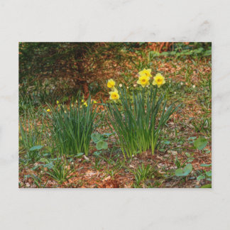 Frühlingstrockner Postkarte