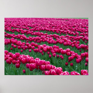 Frühlingstubulusse im Garten zeigen in Poster