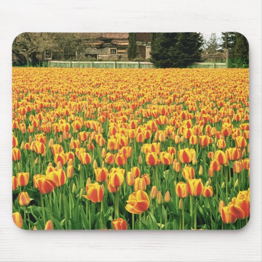 Frühlingstulips blühen vor der alten Scheune. Mousepad (Vorne)