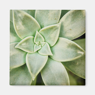 FrühlingSucculent Magnet