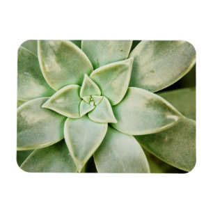 FrühlingSucculent Magnet