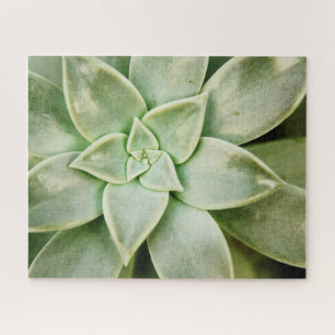FrühlingSucculent Puzzle