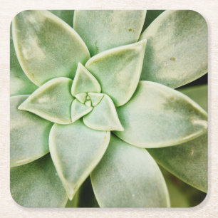 FrühlingSucculent Rechteckiger Pappuntersetzer