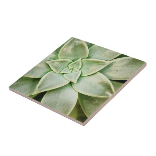 Frühlingsukkulent Fliese (Seite)