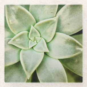 Frühlingsukkulent Glasuntersetzer