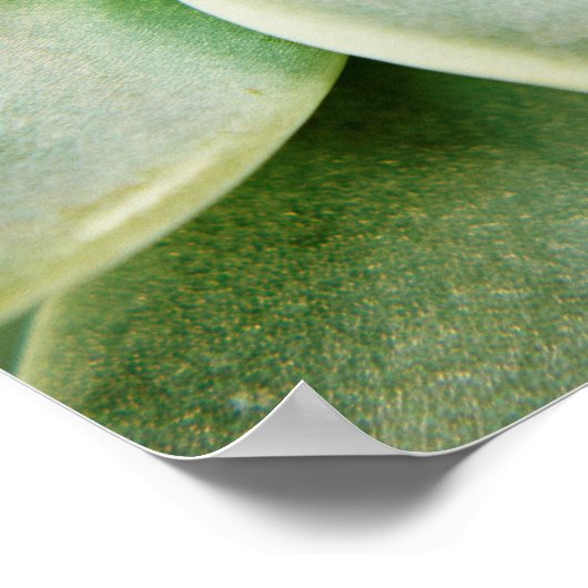 Frühlingsukkulent Poster (Ecke)