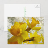 Frühlingsurlaub Daffodie Postkarte (Vorne/Hinten)