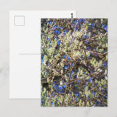 FRÜHLINGSWEIDE POSTKARTE (Vorne/Hinten)