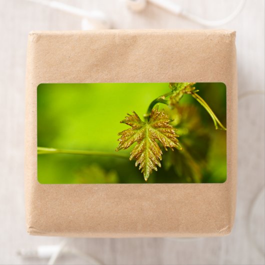 Frühlingsweine Verlassen (Insitu)