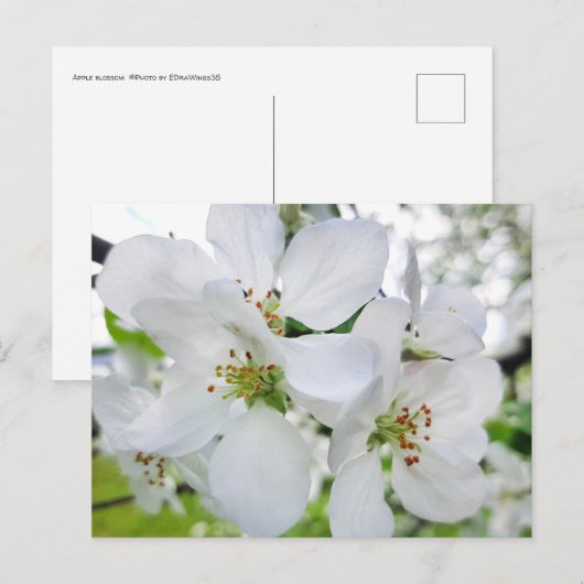 Frühlingsweiße Apfelblüte Naturfotografie Postkarte (Vorne/Hinten)