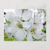 Frühlingsweiße Apfelblüte Naturfotografie Postkarte (Vorderseite)