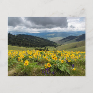 Frühlingswildblumen in den Hügeln Postkarte