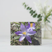 Frühlingszeichen Postkarte (Stehend Vorderseite)