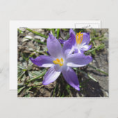 Frühlingszeichen Postkarte (Vorne/Hinten)