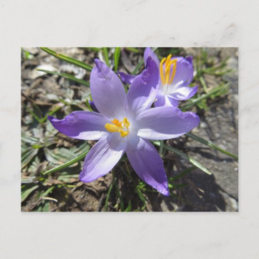 Frühlingszeichen Postkarte (Vorderseite)