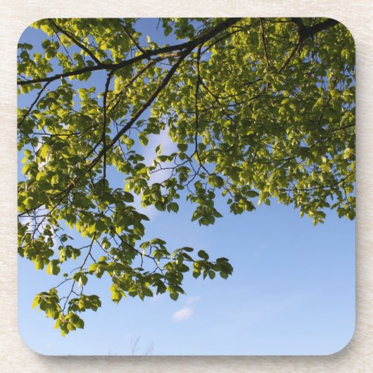 Frühlingszeit, Baum gegen blauen Himmel Getränkeuntersetzer (Vorderseite)
