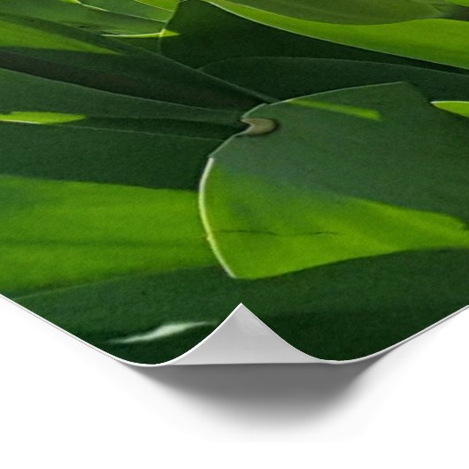 Frühlingszeit in Holland mit Tulips Poster (Ecke)