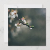 Frühlingszeit. Makro-Tau (Vorderseite)