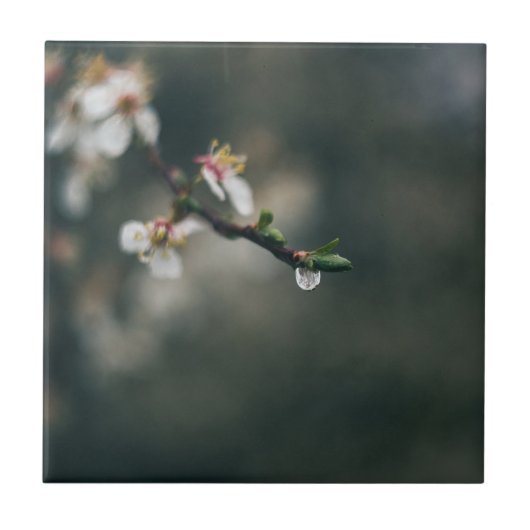 Frühlingszeit. Makro-Tau Fliese (Vorderseite)