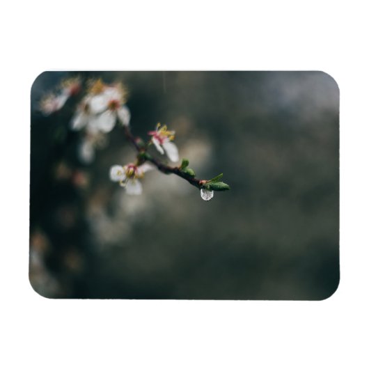 Frühlingszeit. Makro-Tau Magnet (Horizontal)