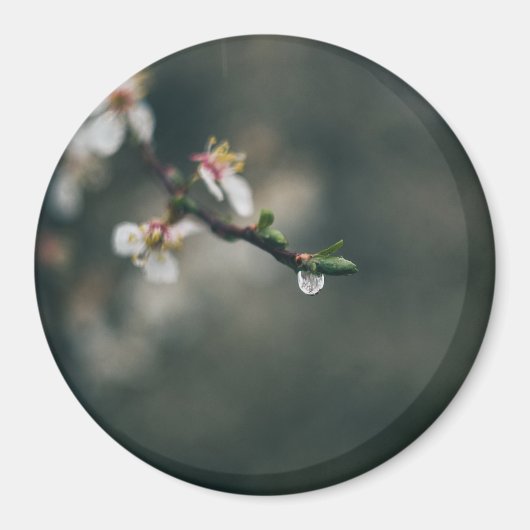 Frühlingszeit. Makro-Tau Magnet (Vorne)