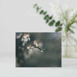 Frühlingszeit. Makro-Tau Postkarte