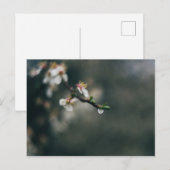 Frühlingszeit. Makro-Tau Postkarte (Vorne/Hinten)