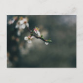 Frühlingszeit. Makro-Tau Postkarte (Vorderseite)