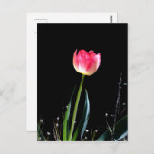 Frühlingtupe Postkarte (Vorne/Hinten)