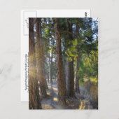 Frühmorgendliche Wanderung Postkarte (Vorne/Hinten)