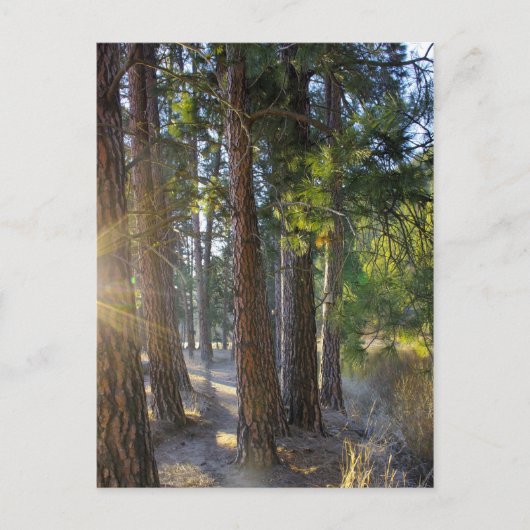 Frühmorgendliche Wanderung Postkarte (Vorderseite)