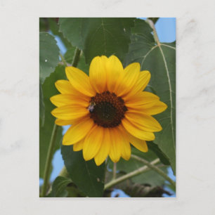 Frühstück für eine Biene !! Postkarte