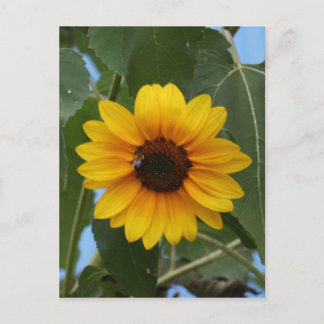 Frühstück für eine Biene !! Postkarte