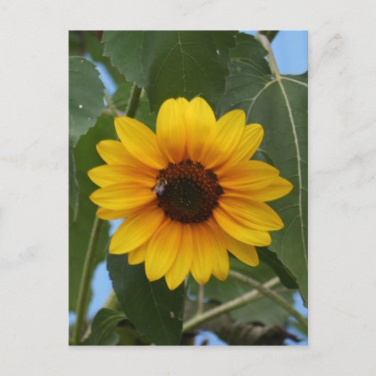 Frühstück für eine Biene !! Postkarte (Vorderseite)