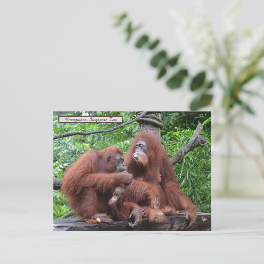 Frühstück mit dem Orangutans Zoo in Singapur Postkarte (Stehend Vorderseite)