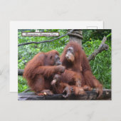 Frühstück mit dem Orangutans Zoo in Singapur Postkarte (Vorne/Hinten)