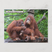 Frühstück mit dem Orangutans Zoo in Singapur Postkarte (Vorderseite)