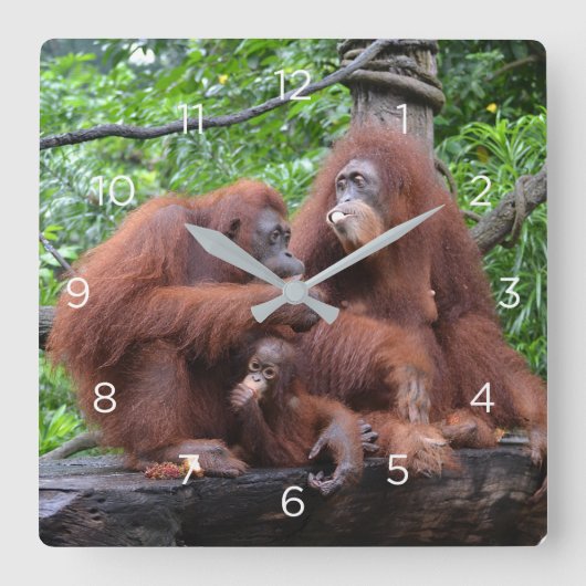 Frühstück mit dem Orangutans Zoo in Singapur Quadratische Wanduhr (Vorderseite)