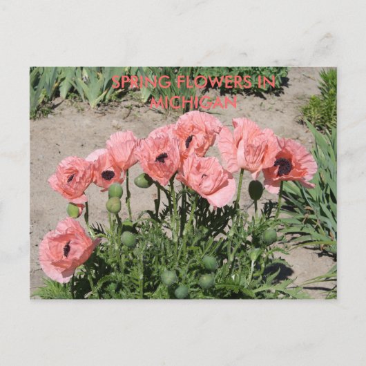 FRÜHSTÜCKE IN MICHIGAN POST CARD POSTKARTE (Vorderseite)