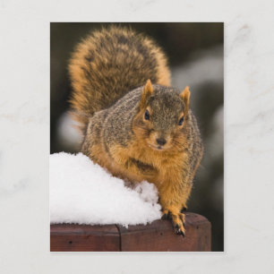 Frühstücksbereit Postkarte