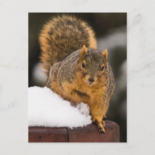 Frühstücksbereit Postkarte (Vorderseite)