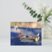 Frühstückstisch (Vögel) Postkarte (Stehend Vorderseite)