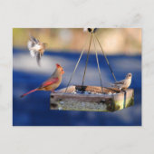 Frühstückstisch (Vögel) Postkarte (Vorderseite)