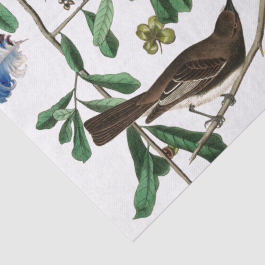 FRÜHVÖGEL, FARBFARBÜCHER UND OBST SEIDENPAPIER (Detail)