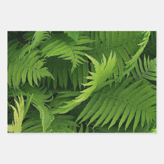 FRÜHZEITIGE GRÜNE FERN FOTO-WRAPPING-PAPIERSHEETS GESCHENKPAPIER SET (Vorderseite 2)