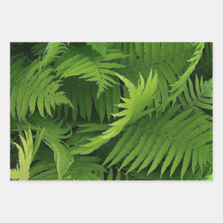 FRÜHZEITIGE GRÜNE FERN FOTO-WRAPPING-PAPIERSHEETS GESCHENKPAPIER SET